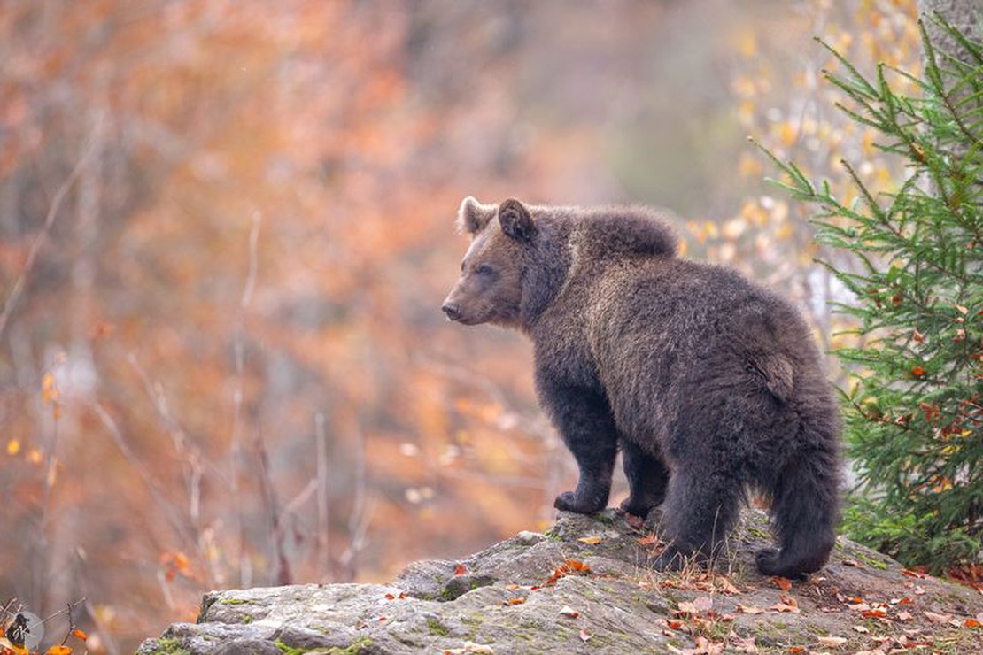 多个 PBase 账号管理