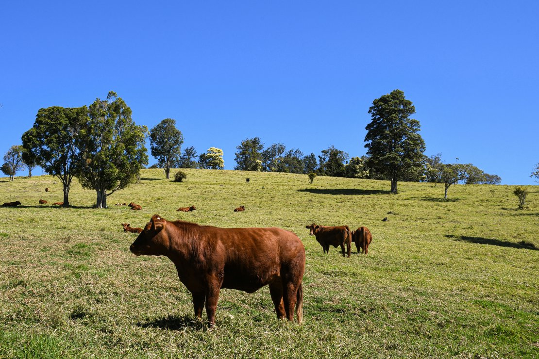 Multiple The Beef Site Accounts